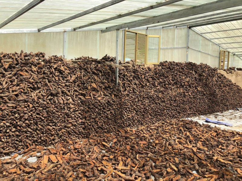 大黄，批发甘孜野生大黄药用大黄品质好