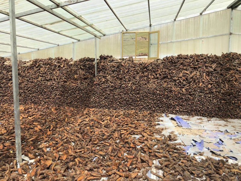 大黄，批发甘孜野生大黄药用大黄品质好