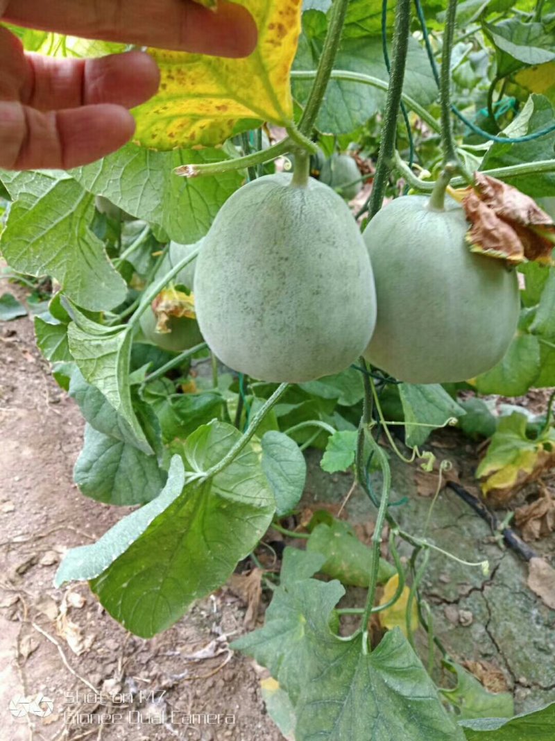 绿宝甜瓜，甘甜可口，绿宝系列大量上市，欢迎诚招全国客商，