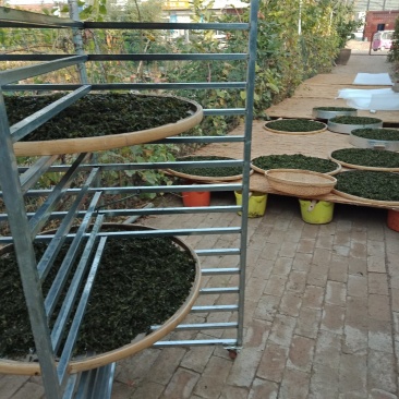 霜桑叶茶