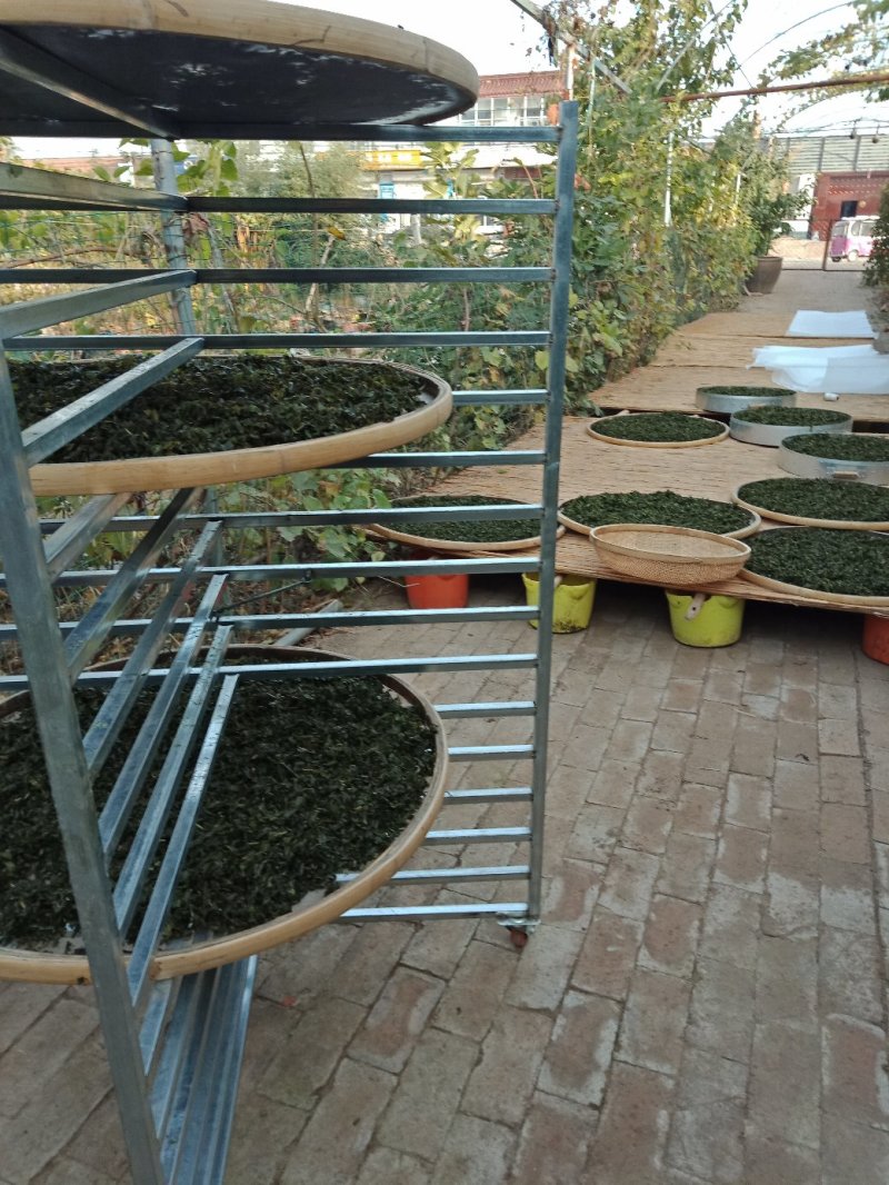 霜桑叶茶