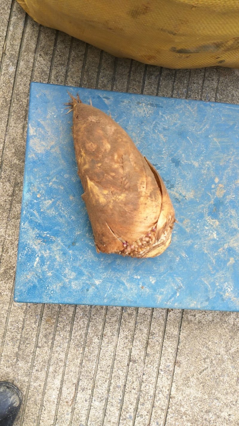 冬笋
