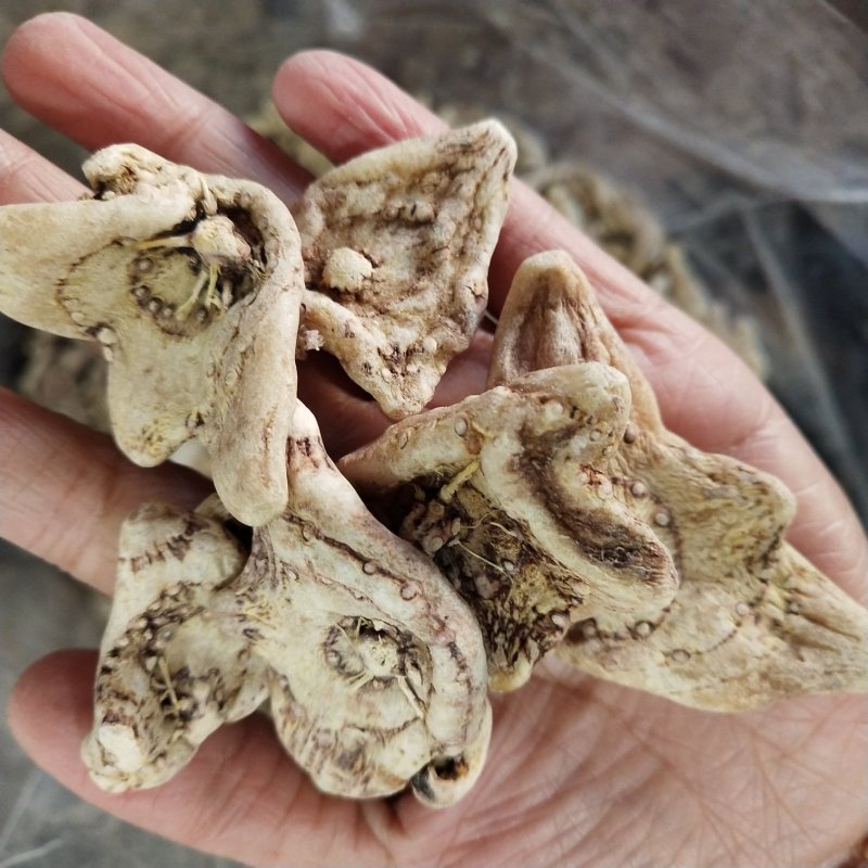白芨三叉白芨云南干货正品包邮