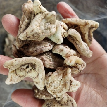 白芨三叉白芨云南干货正品包邮