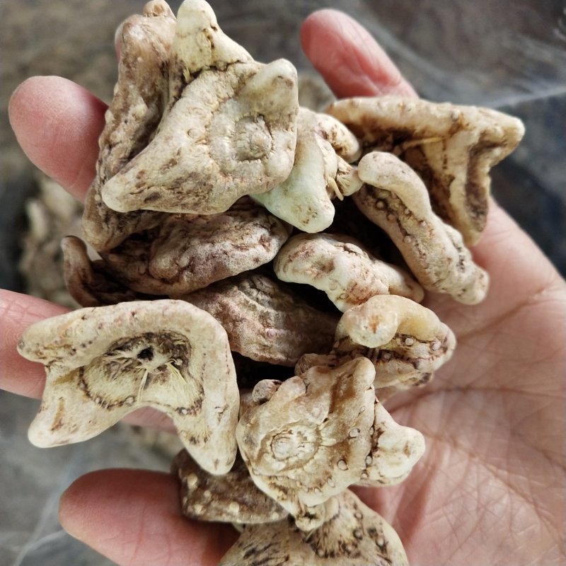 白芨三叉白芨云南干货正品包邮