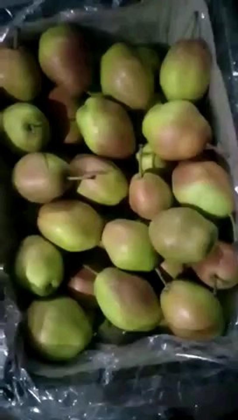 【热卖】梨陕西精品红香酥梨原产地直发货源充足