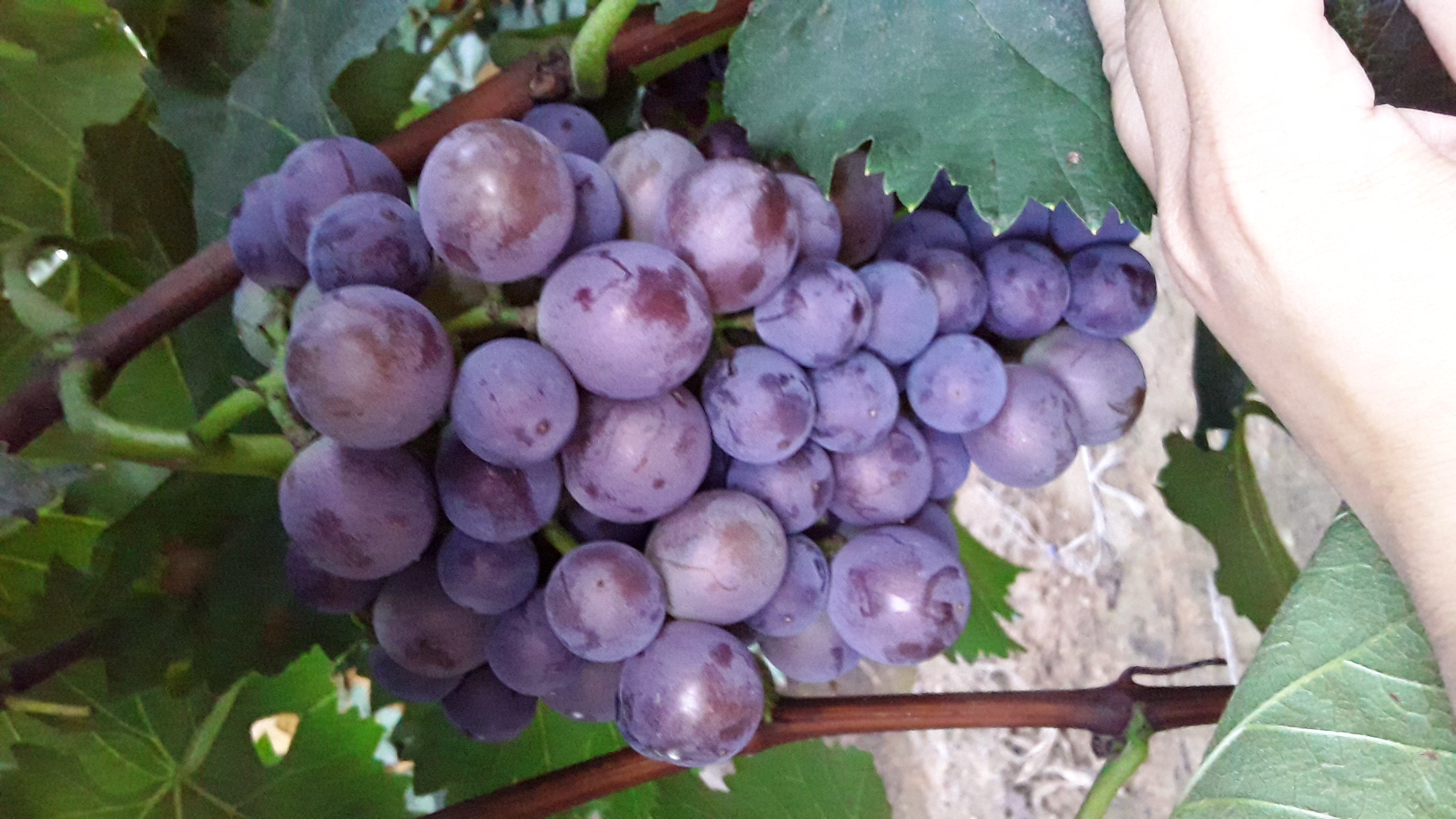 山东烟台市蓬莱市巨峰葡萄批发_1595*760供应