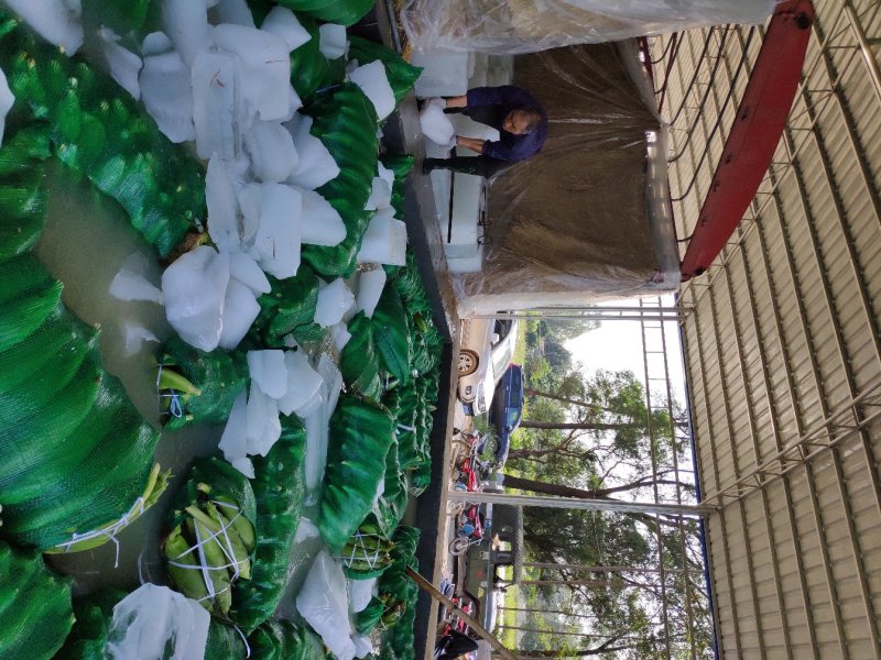 甜玉米.广西南宁横县甜玉米太阳花系列