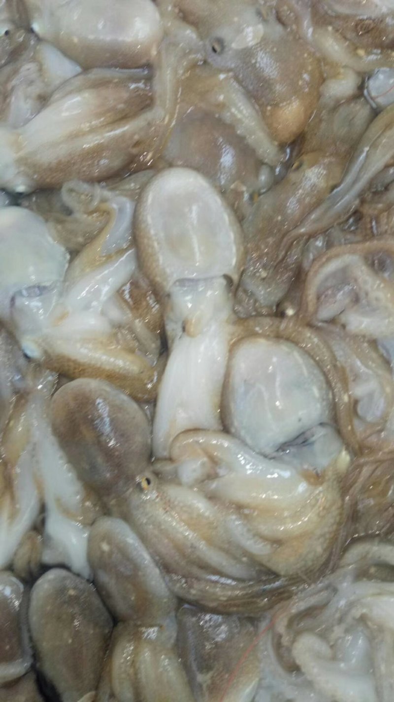 八爪鱼