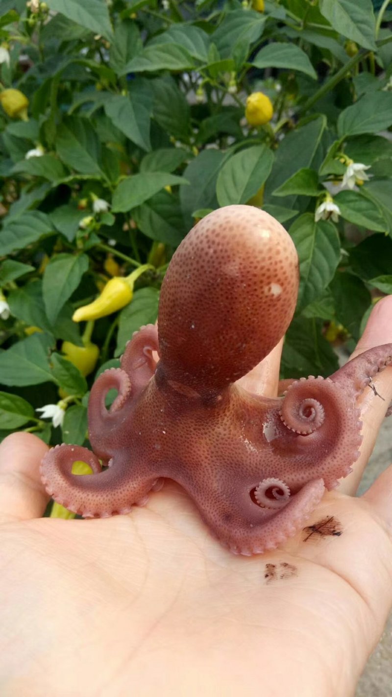 八爪鱼
