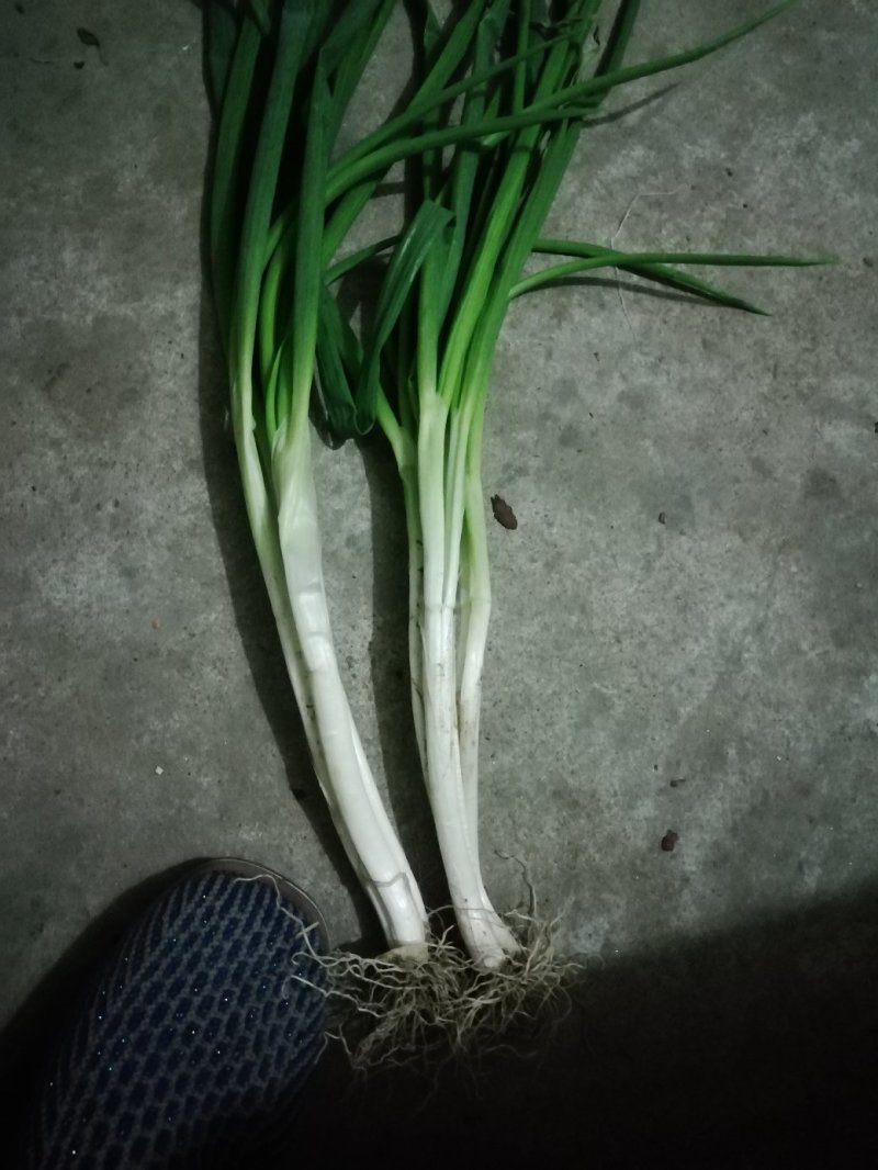 长白葱