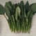 大叶菠菜