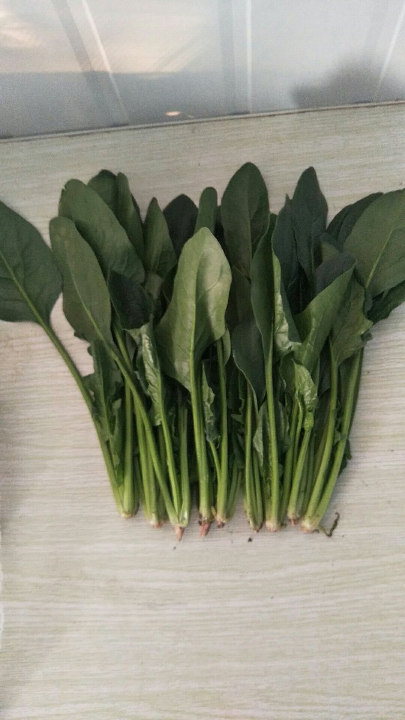 大叶菠菜