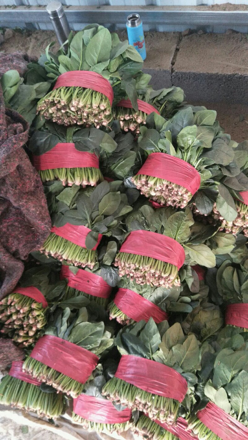 大叶菠菜
