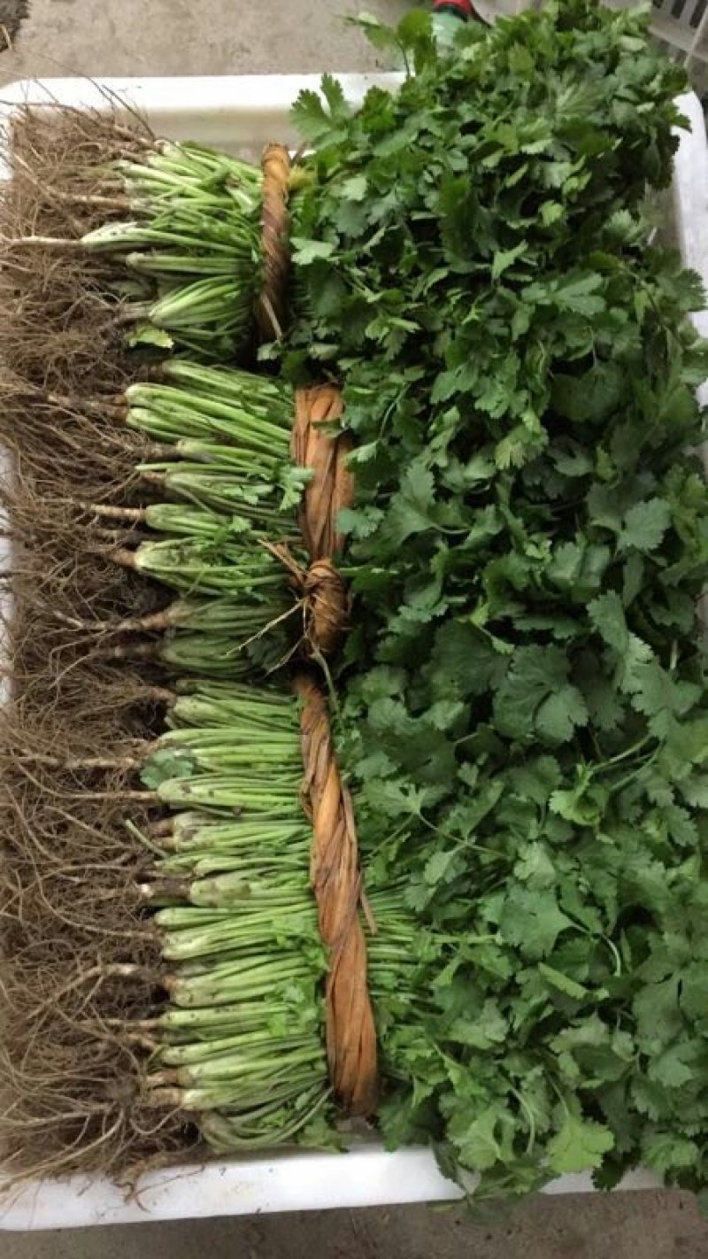儿菜，蒜苗，芹菜，香菜，豌豆尖，养角菜大量批发