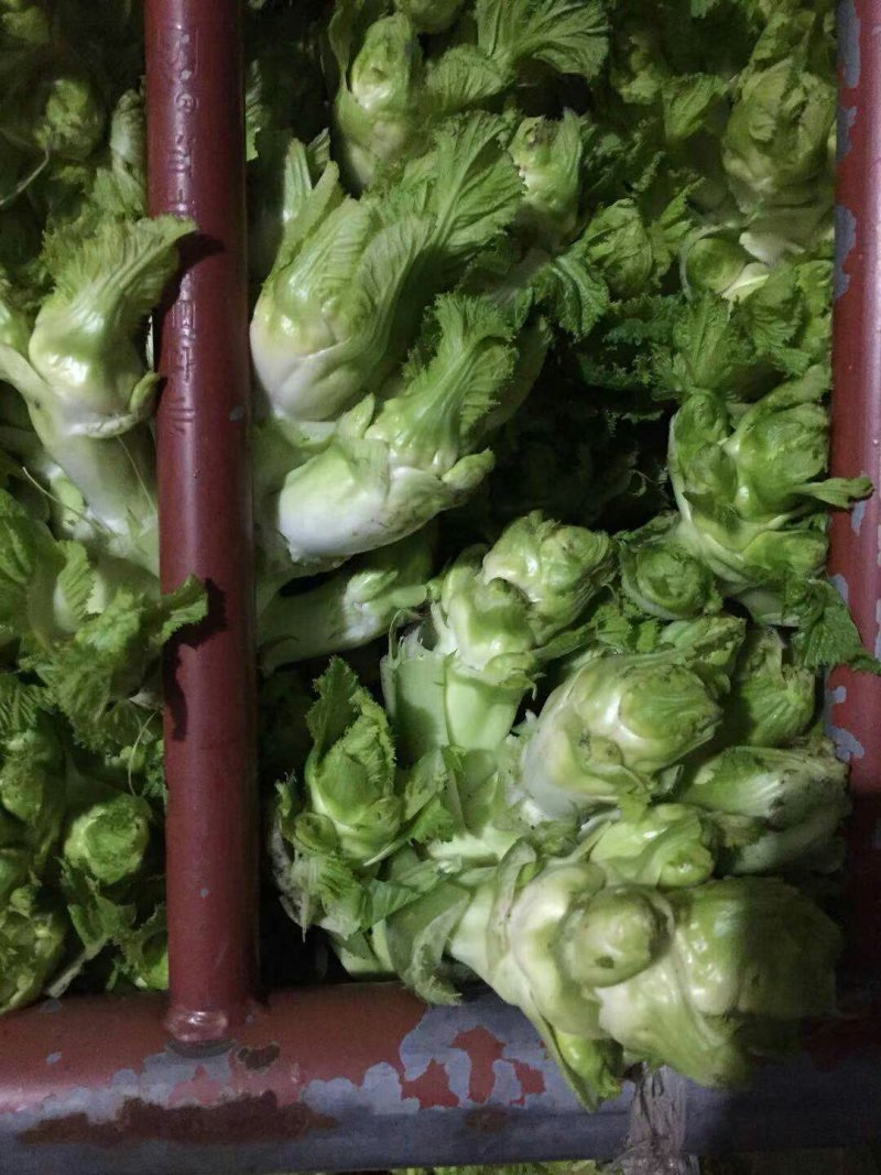 儿菜，蒜苗，芹菜，香菜，豌豆尖，养角菜大量批发