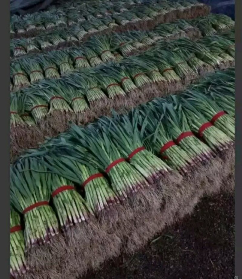 儿菜，蒜苗，芹菜，香菜，豌豆尖，养角菜大量批发