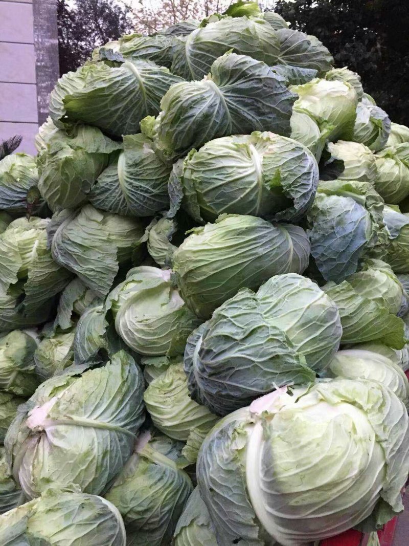 儿菜，蒜苗，芹菜，香菜，豌豆尖，养角菜大量批发