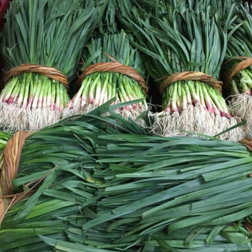 儿菜，蒜苗，芹菜，香菜，豌豆尖，养角菜大量批发