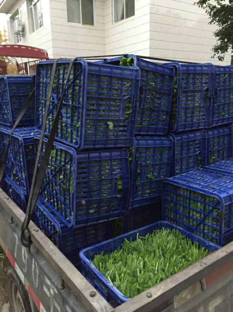 儿菜，蒜苗，芹菜，香菜，豌豆尖，养角菜大量批发