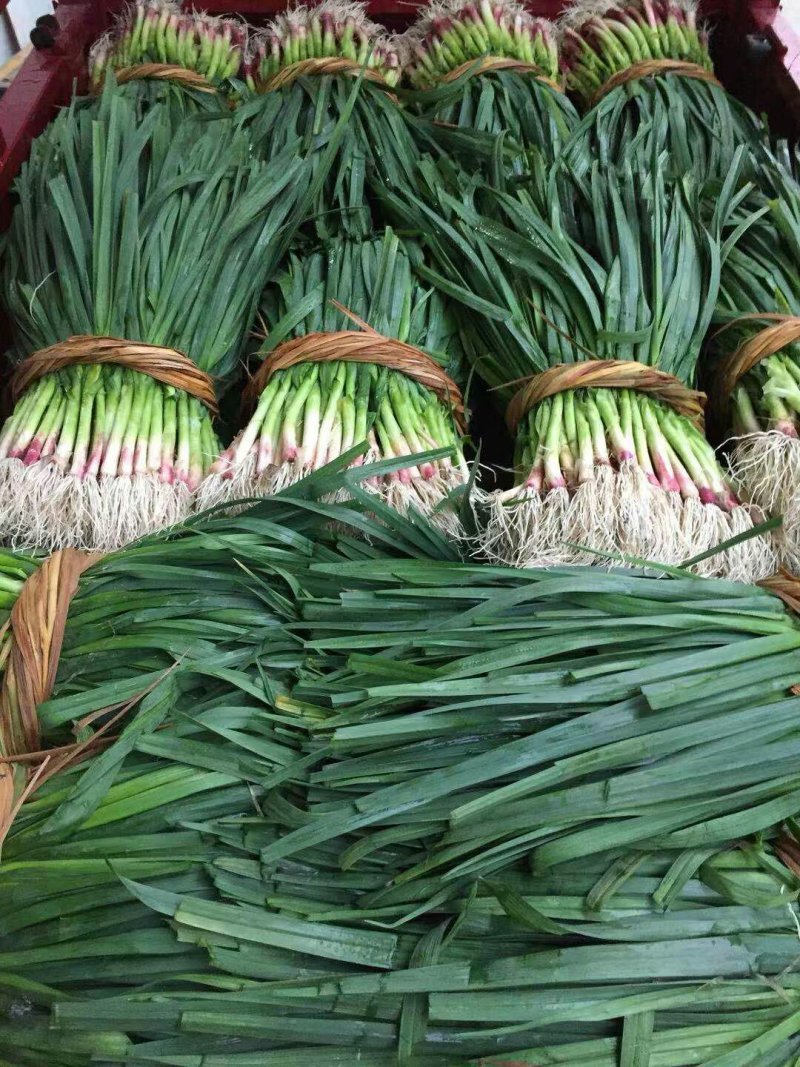 儿菜，蒜苗，芹菜，香菜，豌豆尖，养角菜大量批发