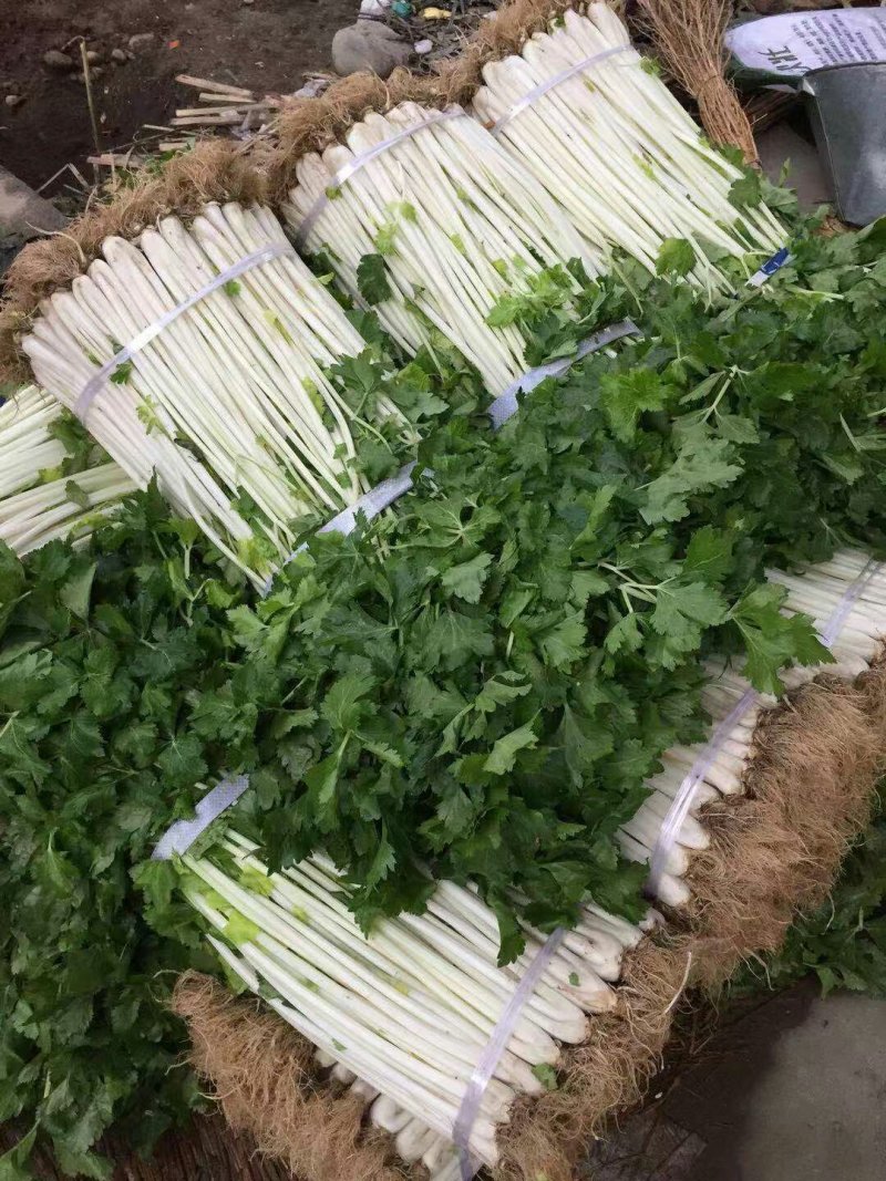 儿菜，蒜苗，芹菜，香菜，豌豆尖，养角菜大量批发