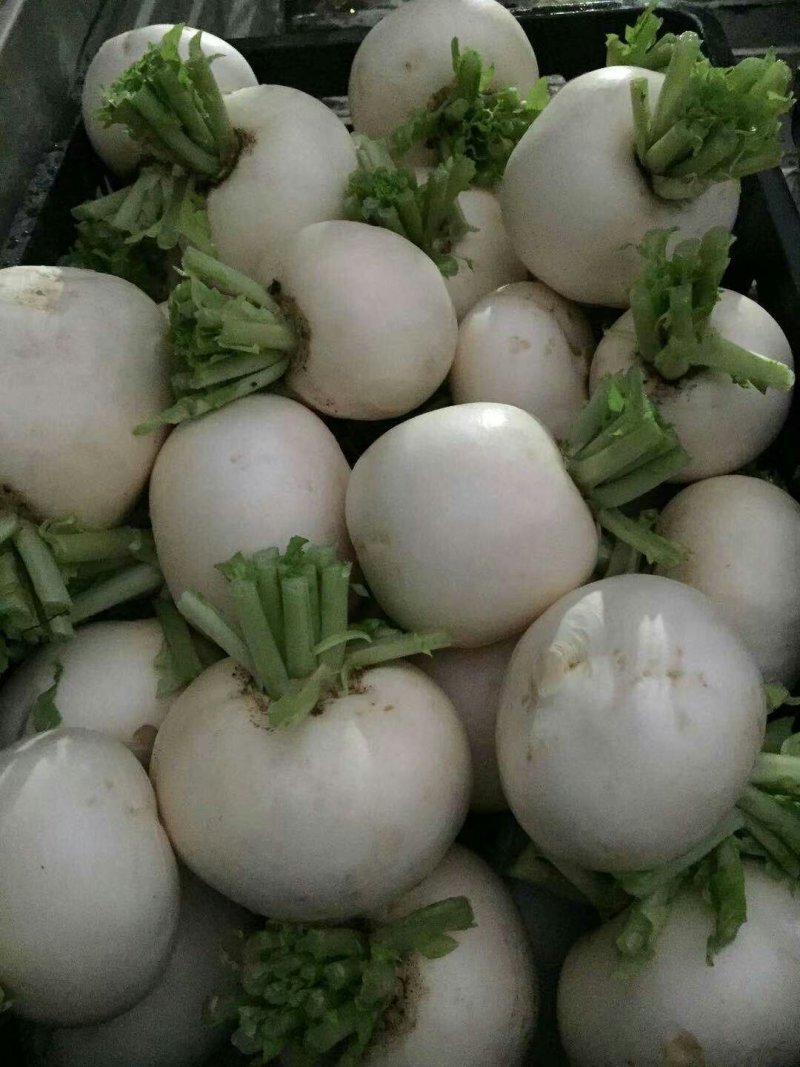 儿菜，蒜苗，芹菜，香菜，豌豆尖，养角菜大量批发