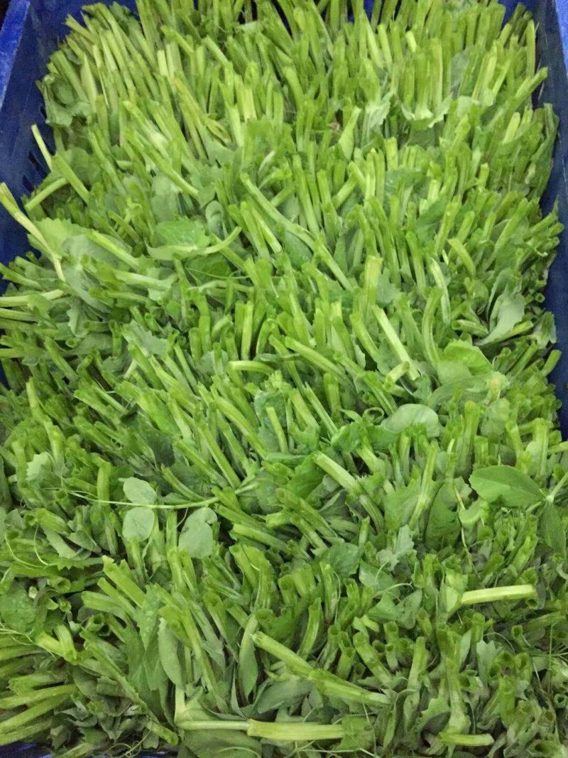 儿菜，蒜苗，芹菜，香菜，豌豆尖，养角菜大量批发