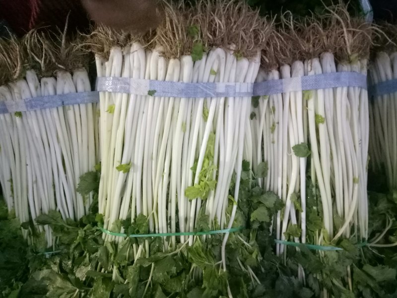 儿菜，蒜苗，芹菜，香菜，豌豆尖，养角菜大量批发