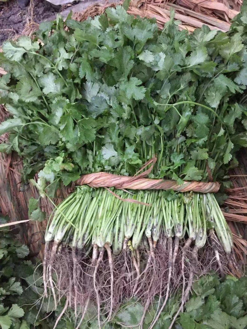 儿菜，蒜苗，芹菜，香菜，豌豆尖，养角菜大量批发