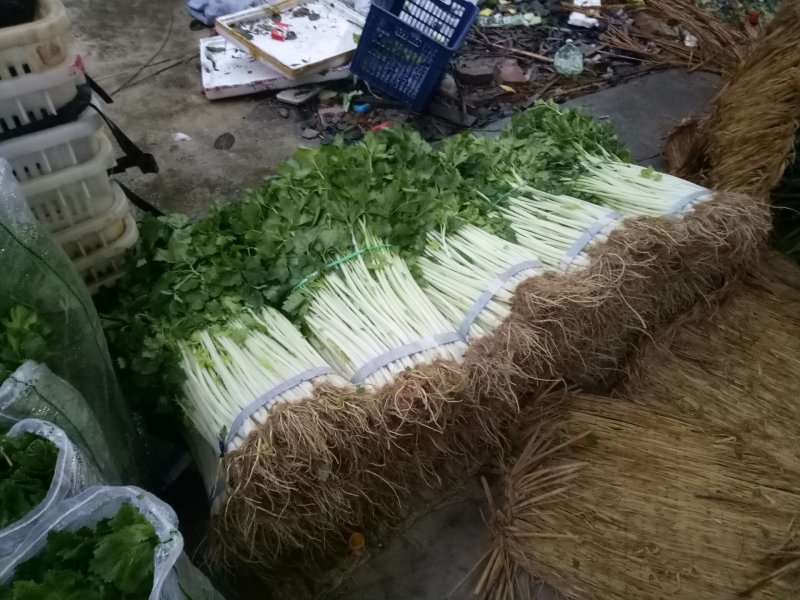 儿菜，蒜苗，芹菜，香菜，豌豆尖，养角菜大量批发