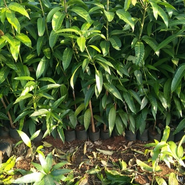 金煌芒果苗，贵妃芒果苗
