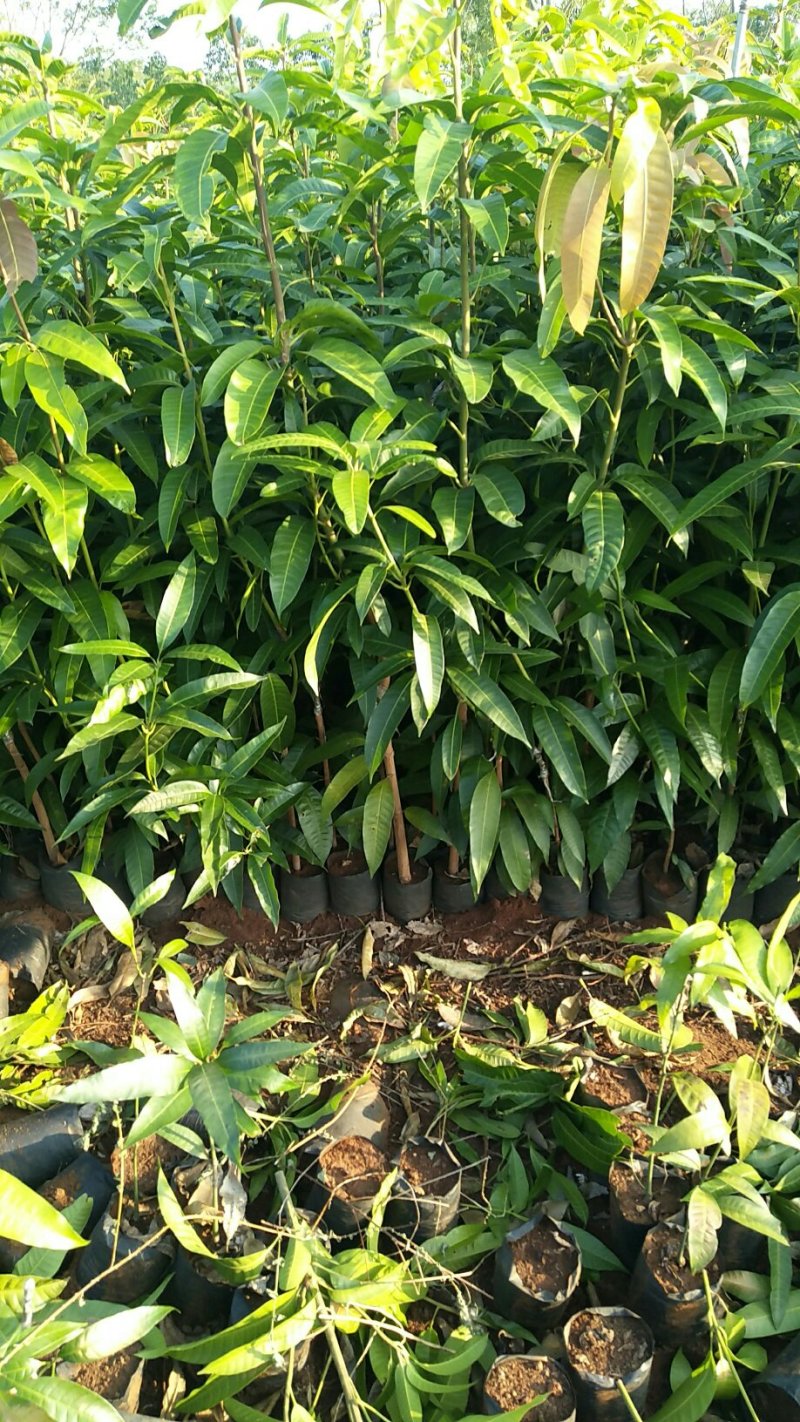 金煌芒果苗，贵妃芒果苗