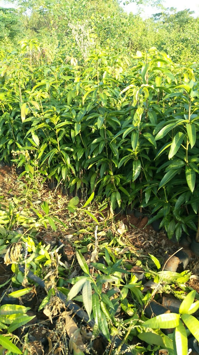 金煌芒果苗，贵妃芒果苗