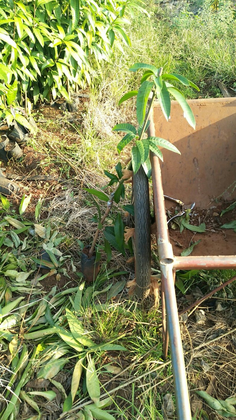 金煌芒果苗，贵妃芒果苗