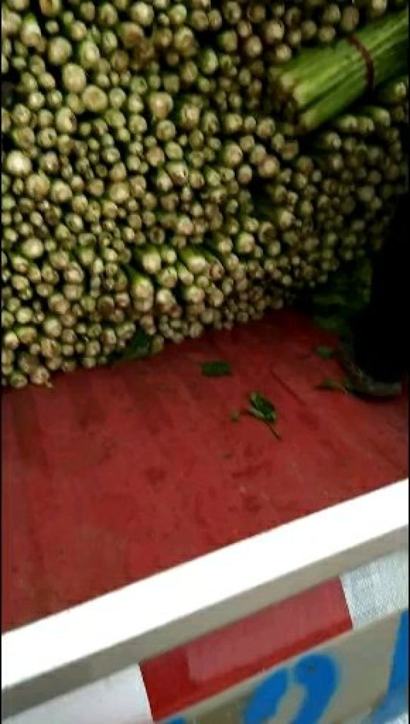 芹菜