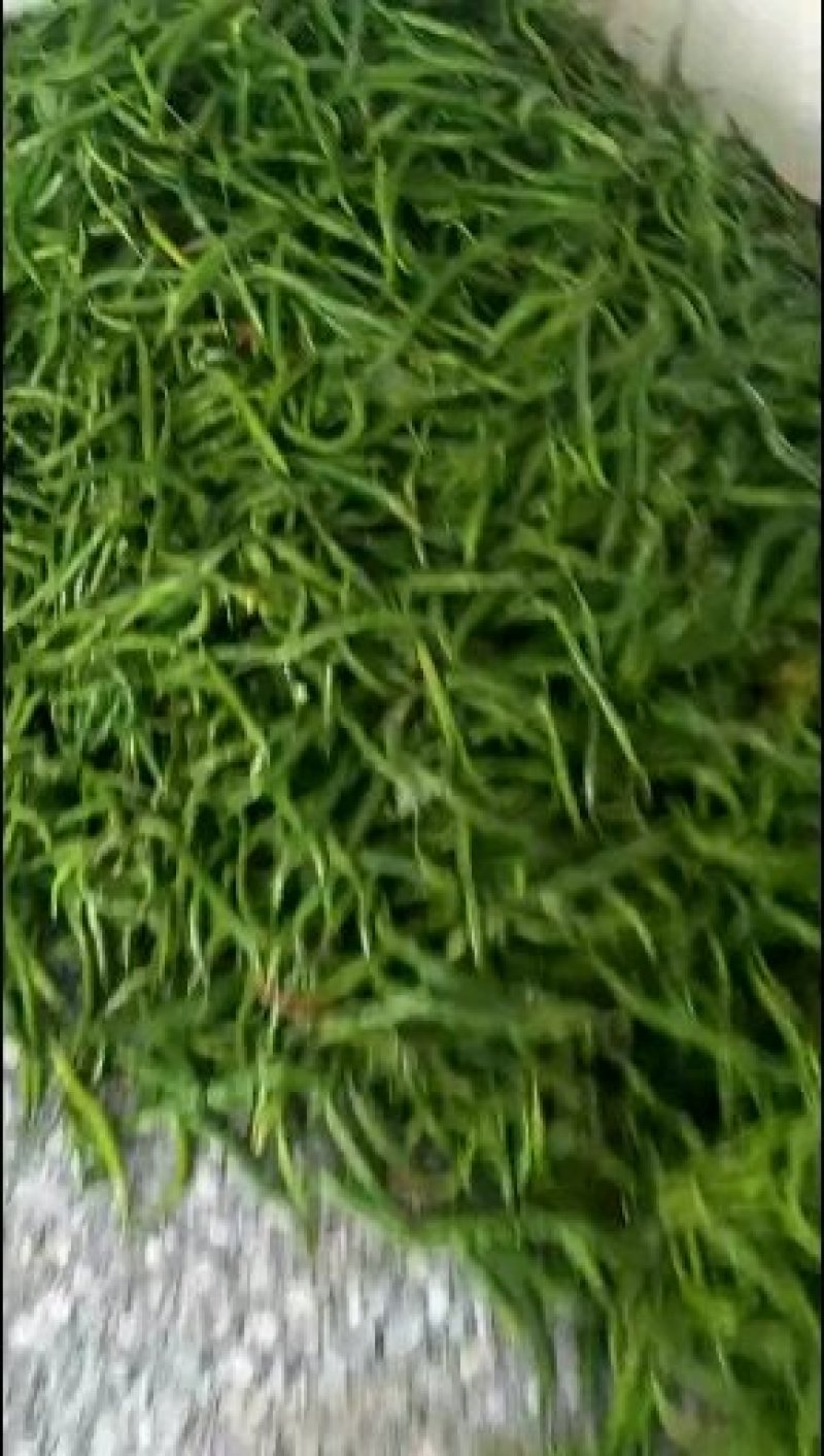 各种辣椒
