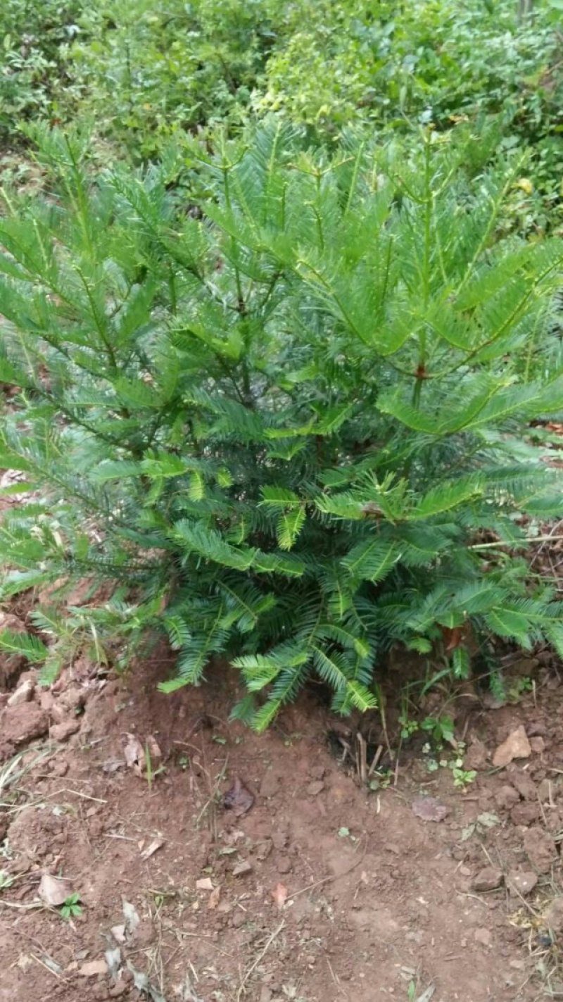 三尖杉基地直销物美价廉欢迎选购