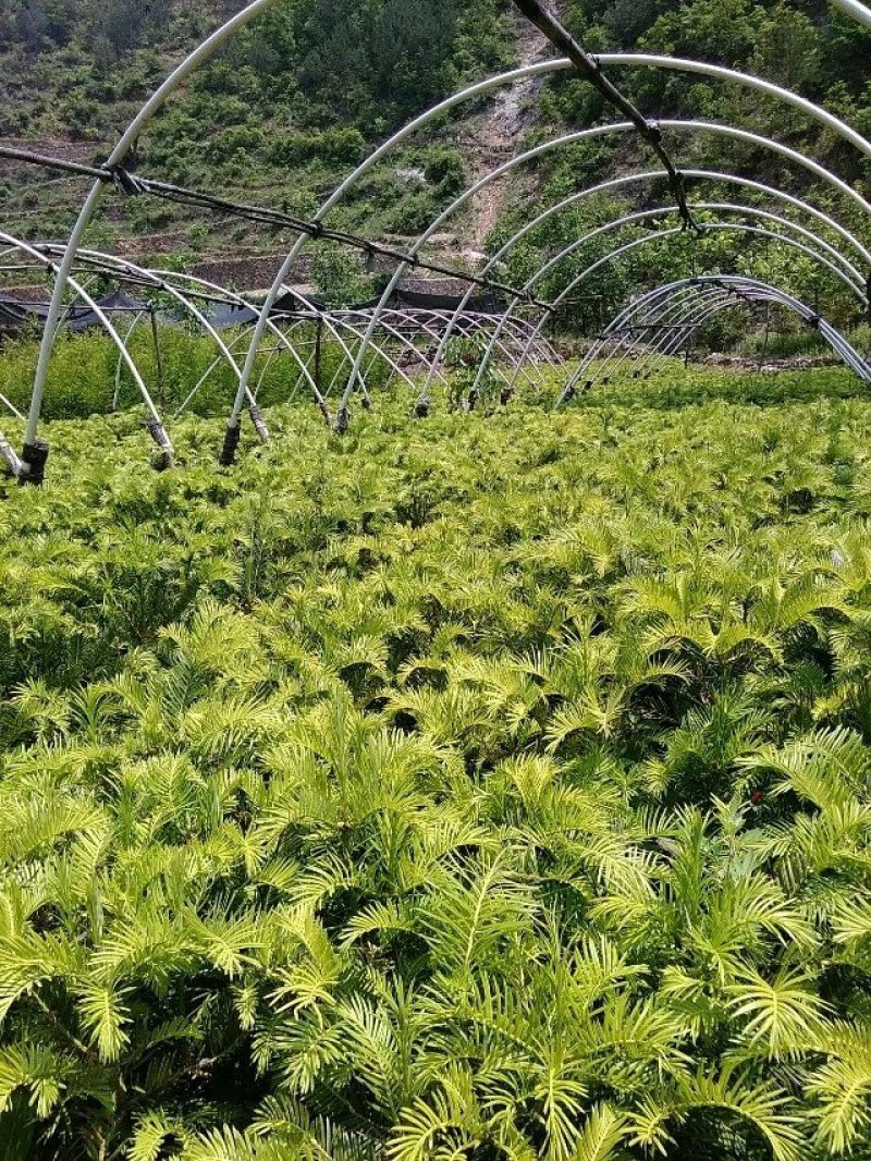 三尖杉基地直销物美价廉欢迎选购