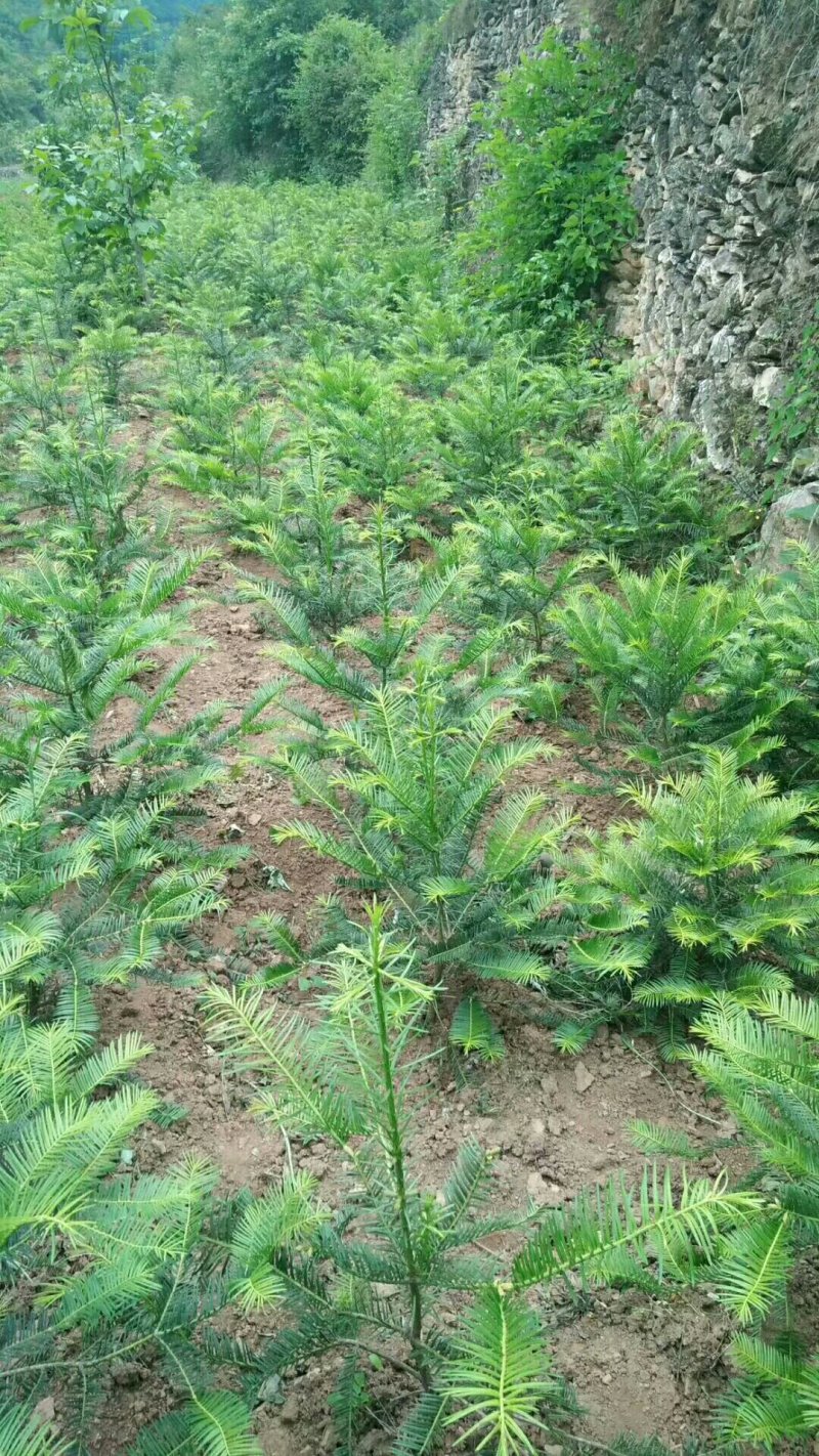 三尖杉基地直销物美价廉欢迎选购