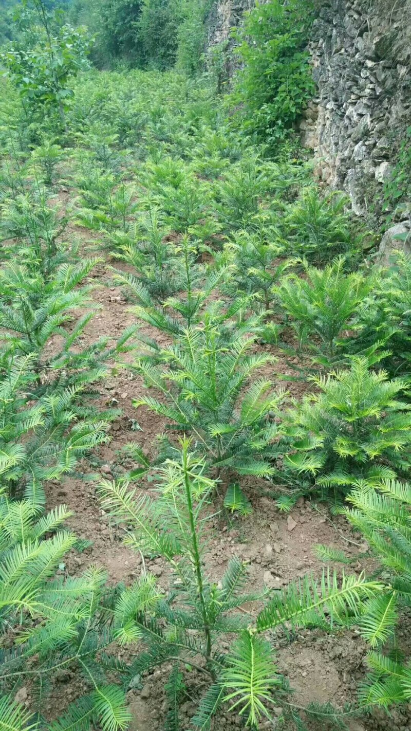 三尖杉基地直销物美价廉欢迎选购