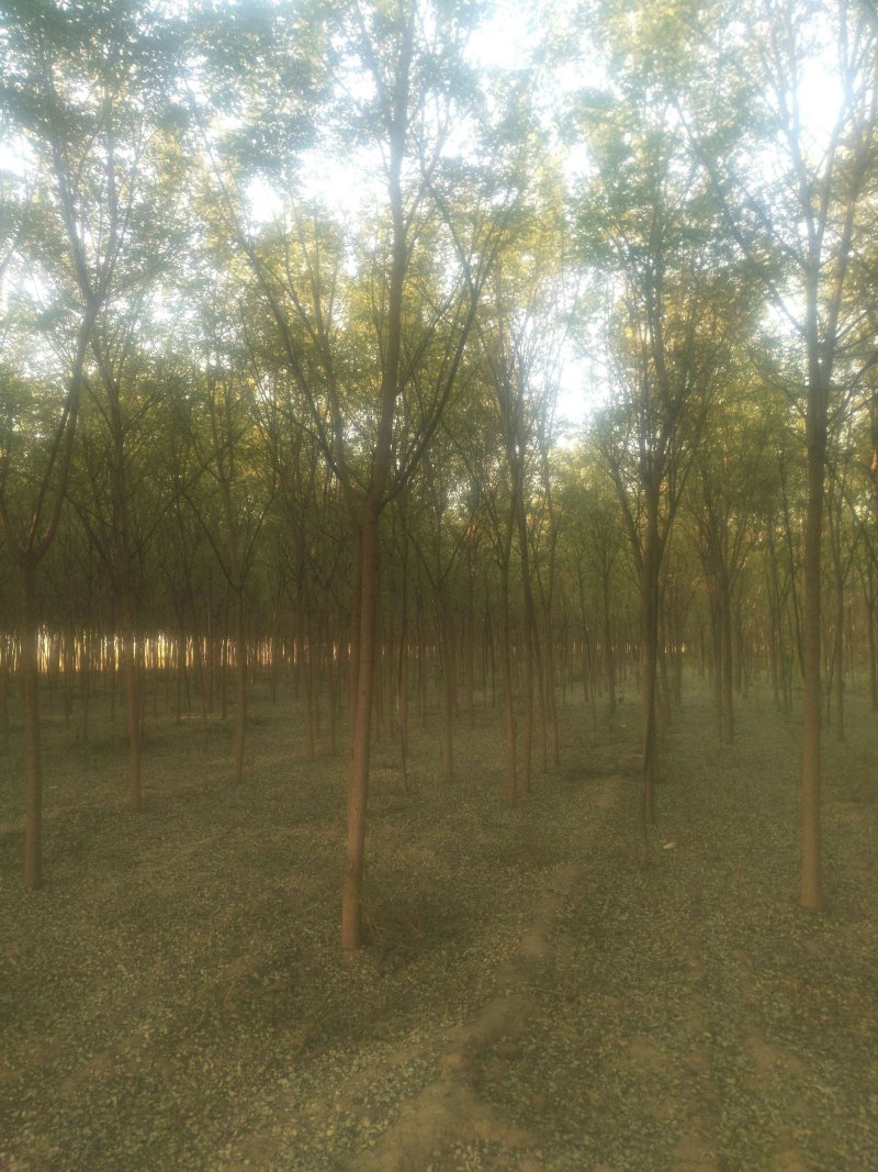 国槐