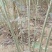 大青叶实生苗