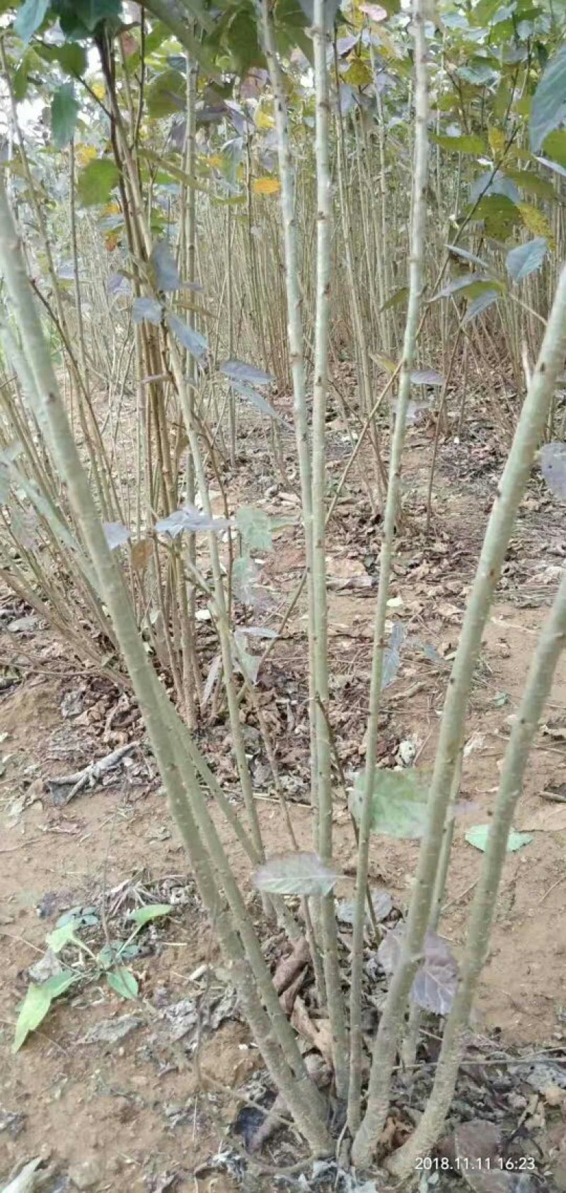 大青叶实生苗