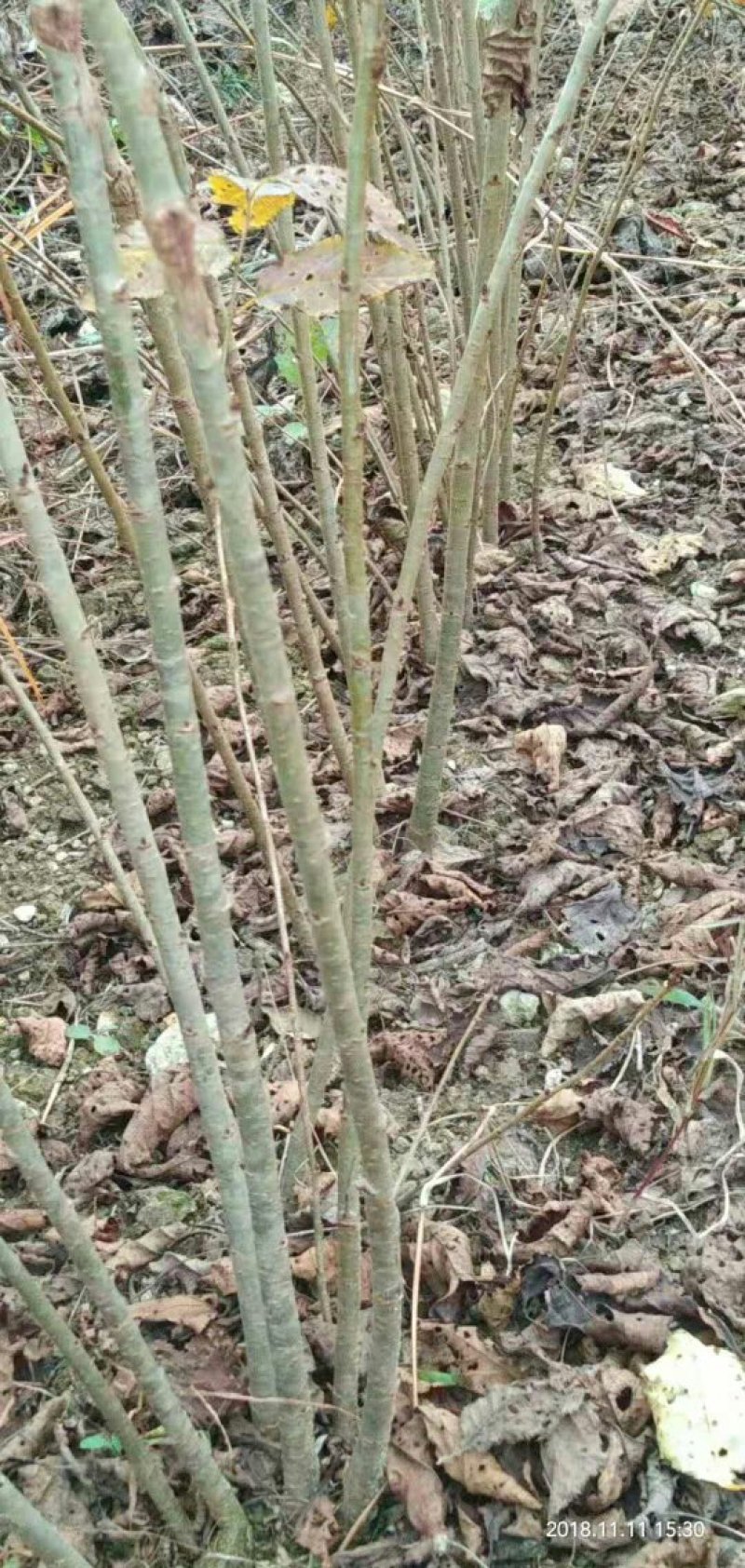 大青叶实生苗