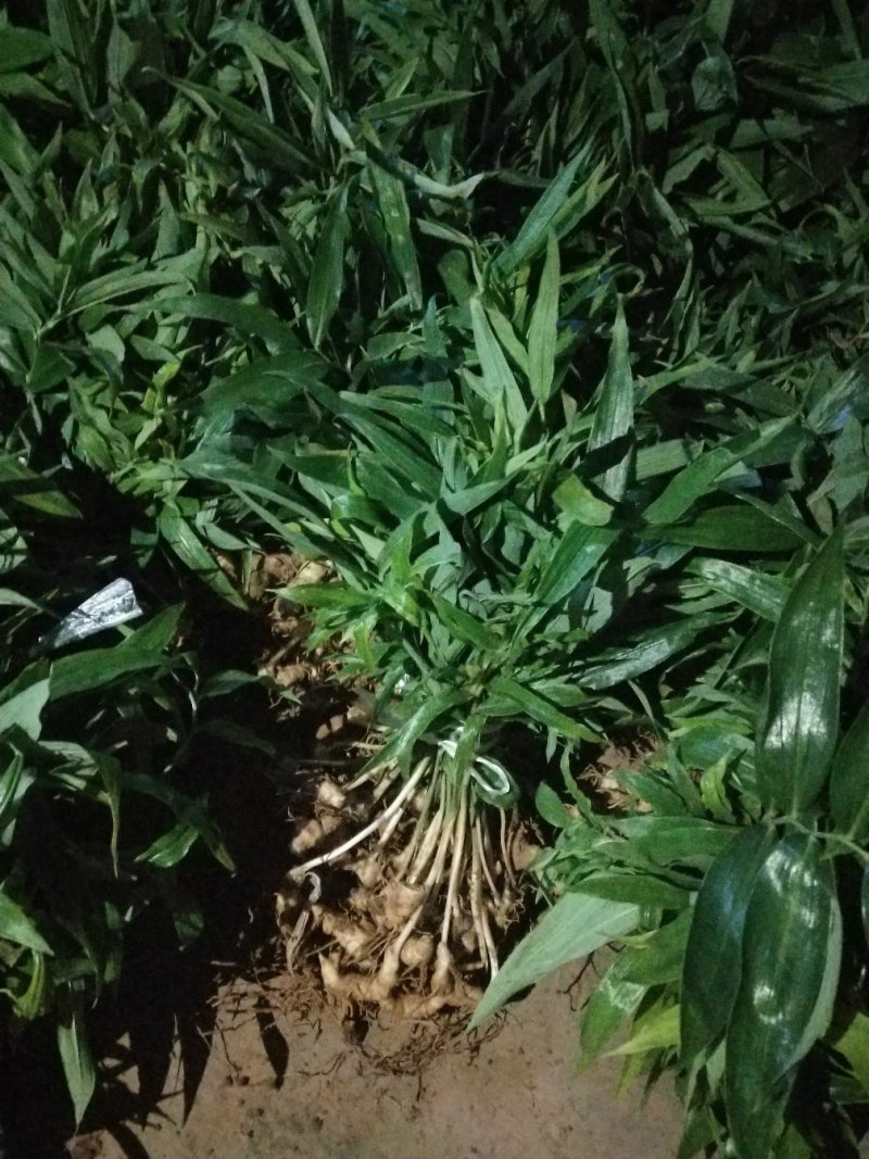 黄精种苗
