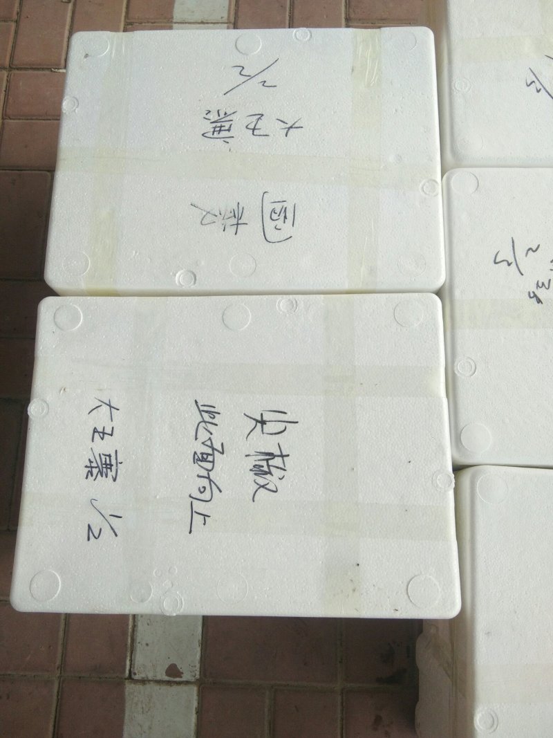辣椒苗≥40天高产早熟抗各种辣椒苗有售预订更优惠