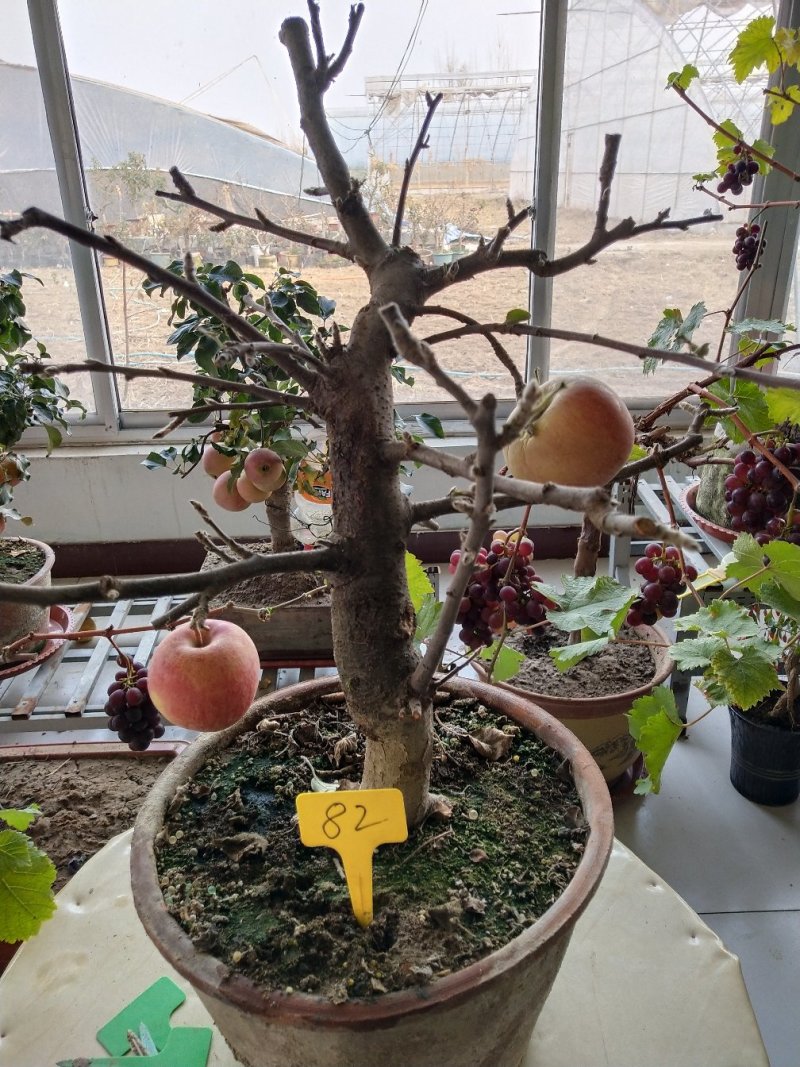 盆景苹果直径五公分以上高七十到一米