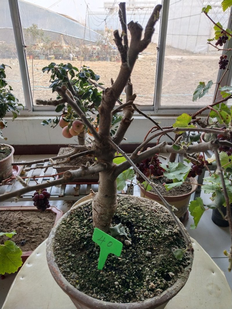 盆景苹果直径五公分以上高七十到一米