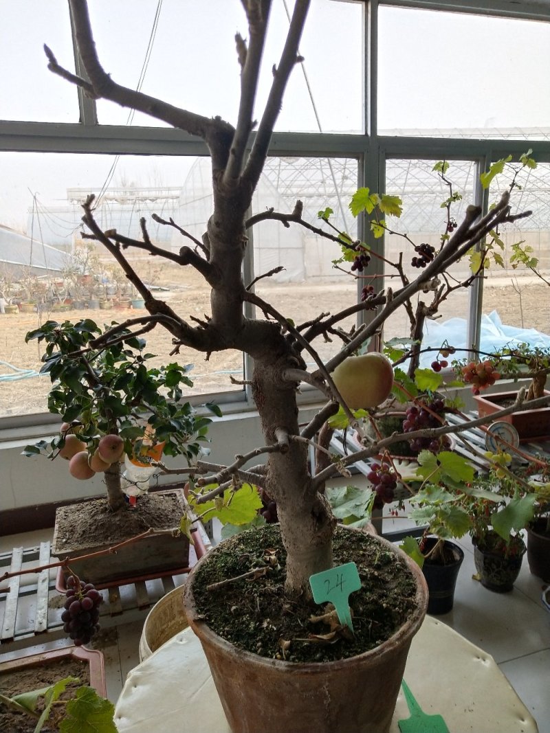 盆景苹果直径五公分以上高七十到一米
